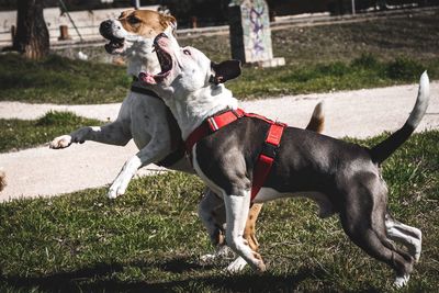 Dogs jumping for ball