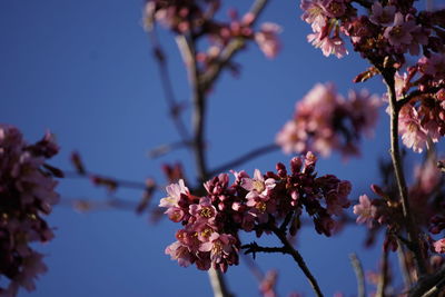 Close-up of cherry blossom against sky