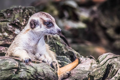 Cute meerkat suricata lie on ground relax time. close-up animal in nature wildlife.