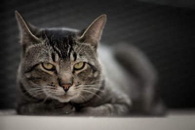 Close-up portrait of a cat