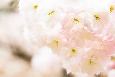 Close-up of pink cherry blossoms