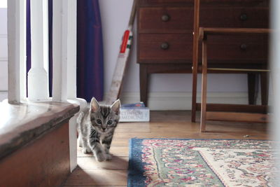 Portrait of cat walking on floor