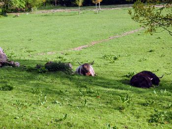 View of sheep on grassland