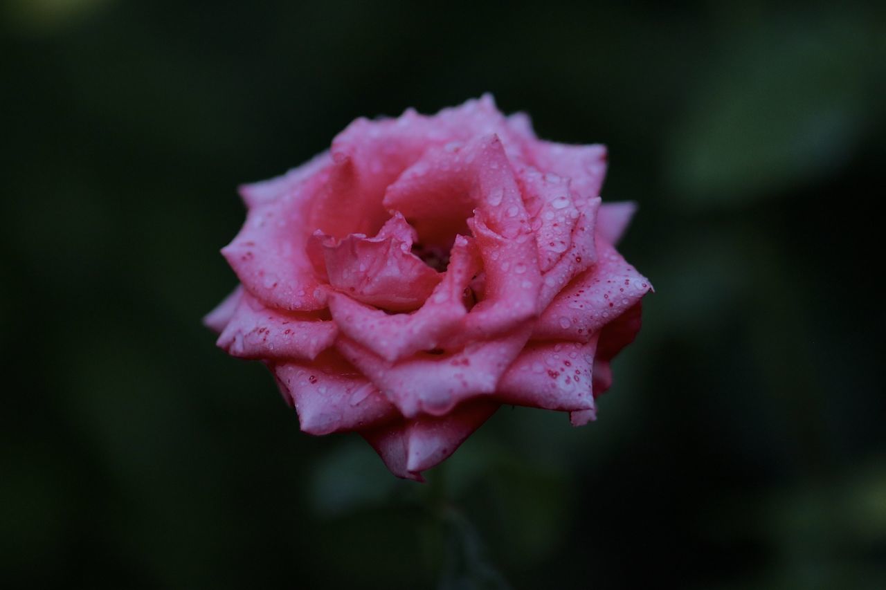 CLOSE-UP OF PINK ROSE WITH WATER DROPS ON WHITE ROSES