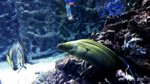 Close-up of fish swimming in sea