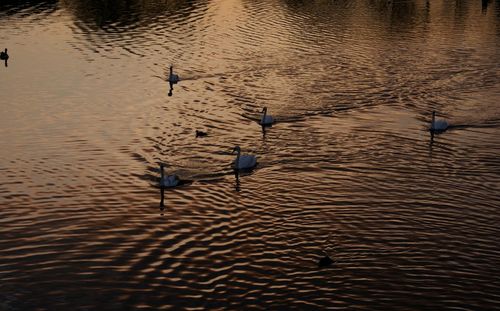 Swans swimming in lake