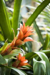 Close-up of orange flowering plant