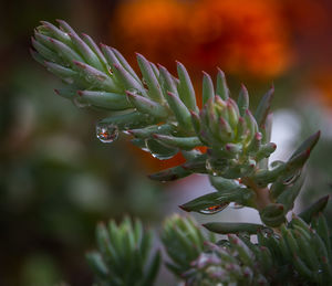 Close-up of plant