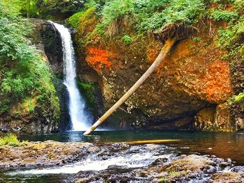 Scenic view of waterfall in forest