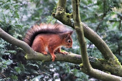 Close-up of a squirrel on tree branch