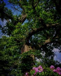 Low angle view of plants