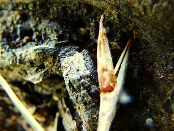 Close-up of a horse