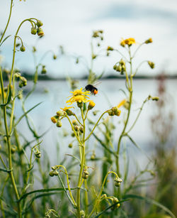 Close-up of insect on yellow flower