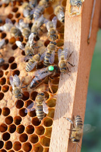 Close-up of bee on leaf