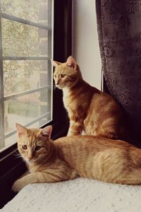 Portrait of cat sitting on window at home