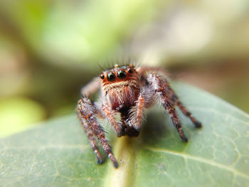 Close-up of spider