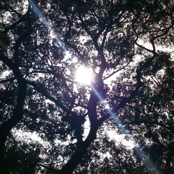 Sun shining through trees