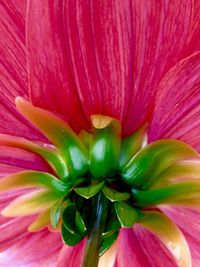 Full frame shot of flower blooming outdoors