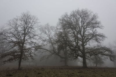 Bare trees on field against sky