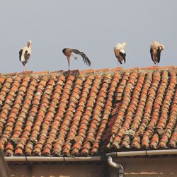 Low angle view of birds perching on roof against sky