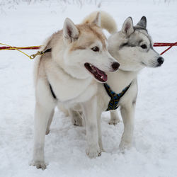 Dogs on snow covered land