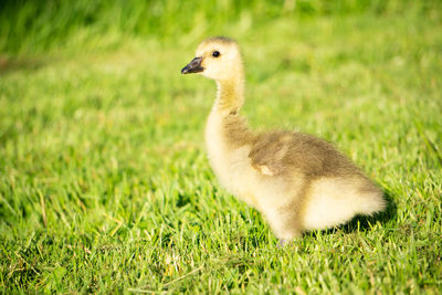 Close-up of a bird on grass