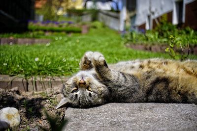 Cat lying in a grass