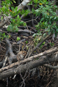 Lizard on a tree