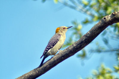 Bird perching on a tree