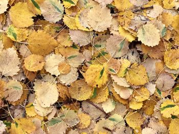 Close-up of dry leaves on tree