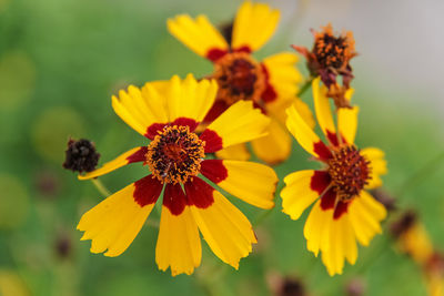 Close-up of yellow flowering plant