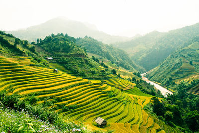 Scenic view of rice field against sky