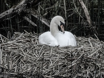 Close-up of swan in lake