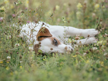 Dog looking away on field