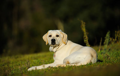 Low angle shot of labrador retriever lying on grass