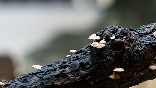 Close-up of mushroom growing on tree trunk