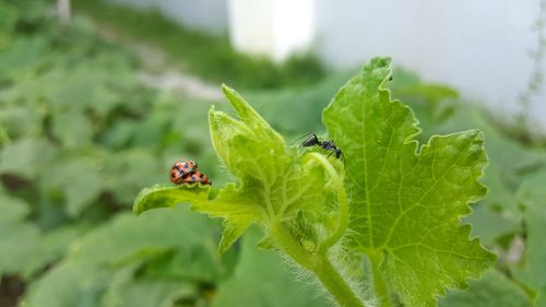 Close-up of ladybug on plant