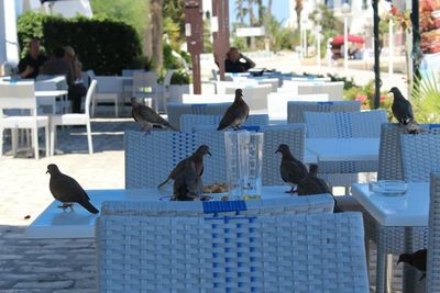 View of birds in city