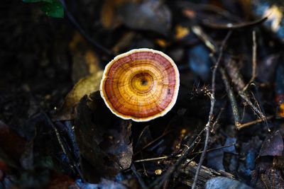 High angle view of shell on rock