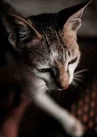 Close-up of a cat