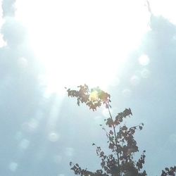 Low angle view of trees against sky