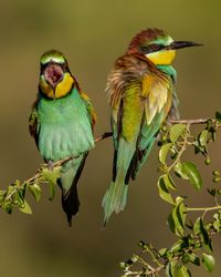 Close-up of birds perching on branch