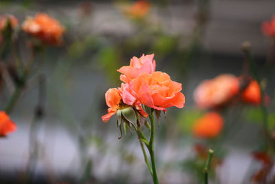 Close-up of pink flowering plant