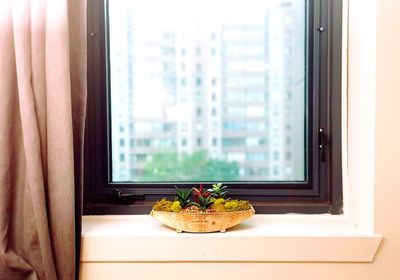 Close-up of potted plant on window sill