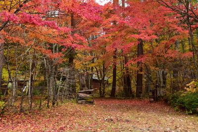 Trees in park during autumn