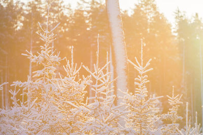 A beautiful early winter landscape of a small forest clearing during the sunrise. 