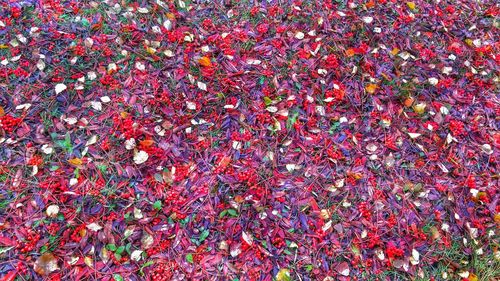 Full frame shot of multi colored umbrella