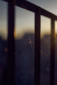 Close-up of spider on web against window
