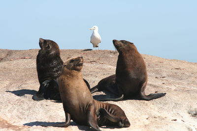 View of two birds on rock