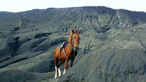 Brown horse on mountain